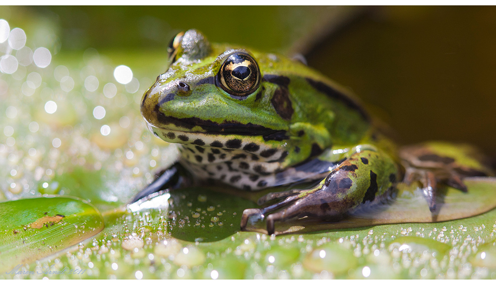 Froschkönig