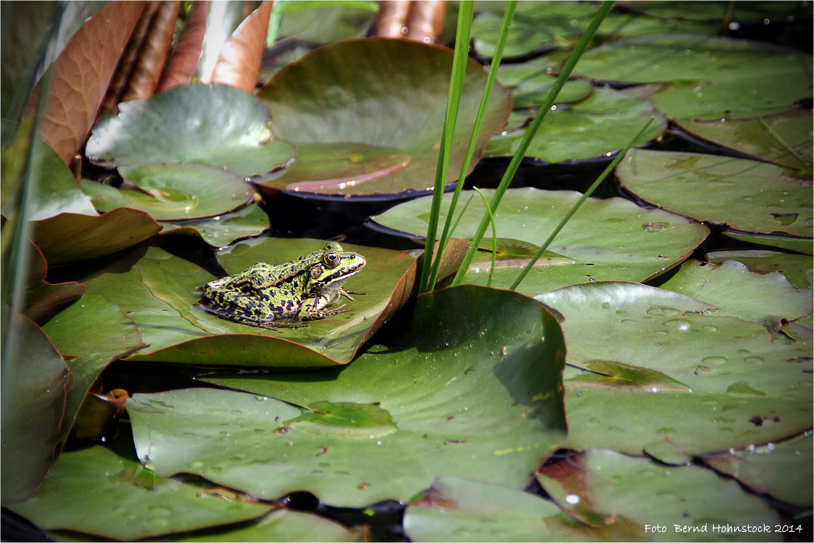 Froschkönig ....