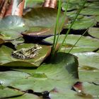 Froschkönig ....