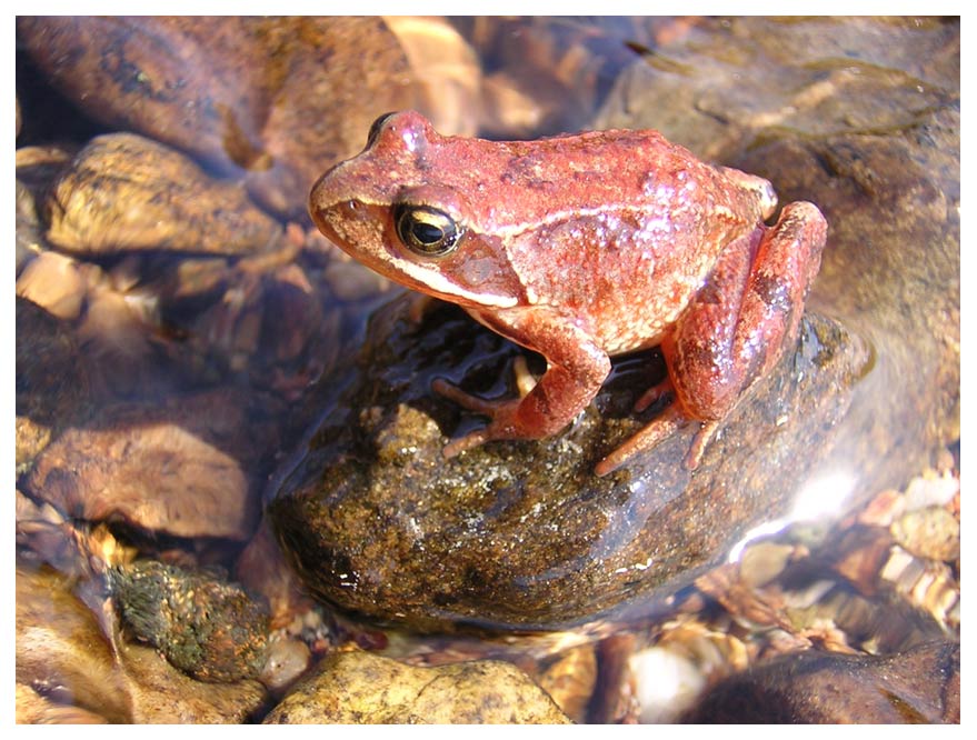 Froschkönig