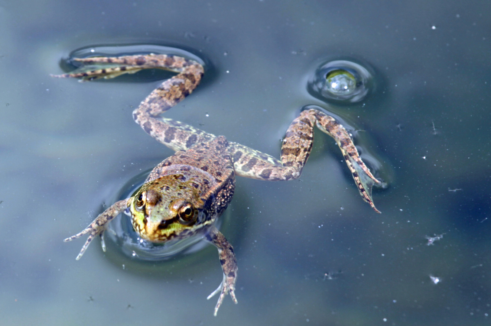 Froschkönig