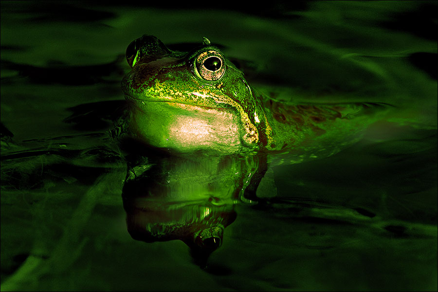 *.*.*Froschkönig*.*.*