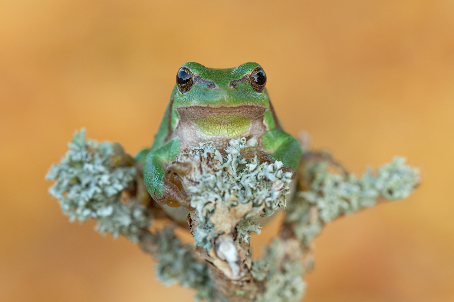 Froschkönig 