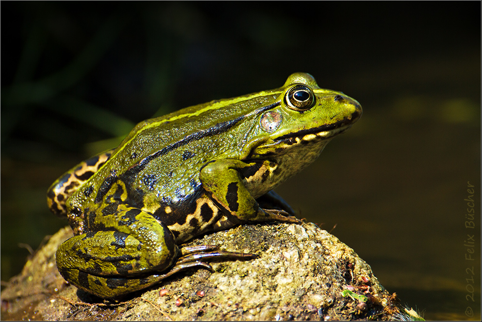 Froschkönig...