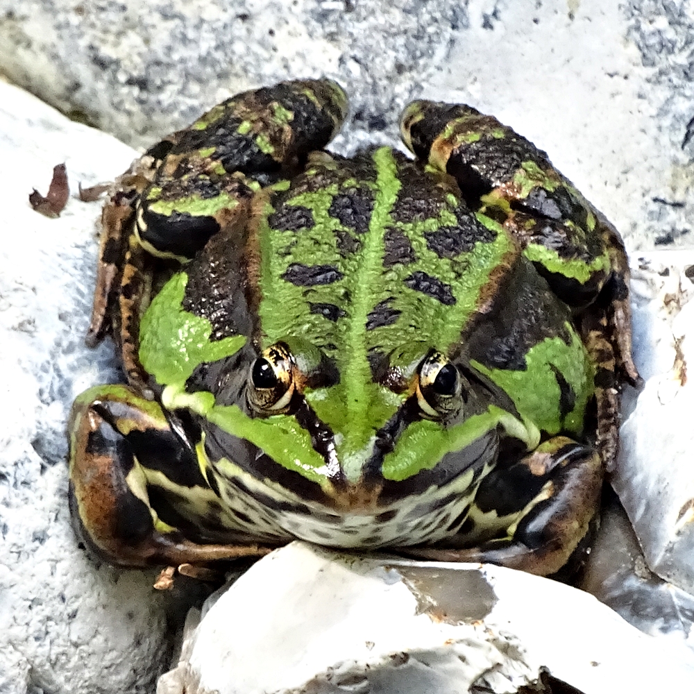 Froschkönig