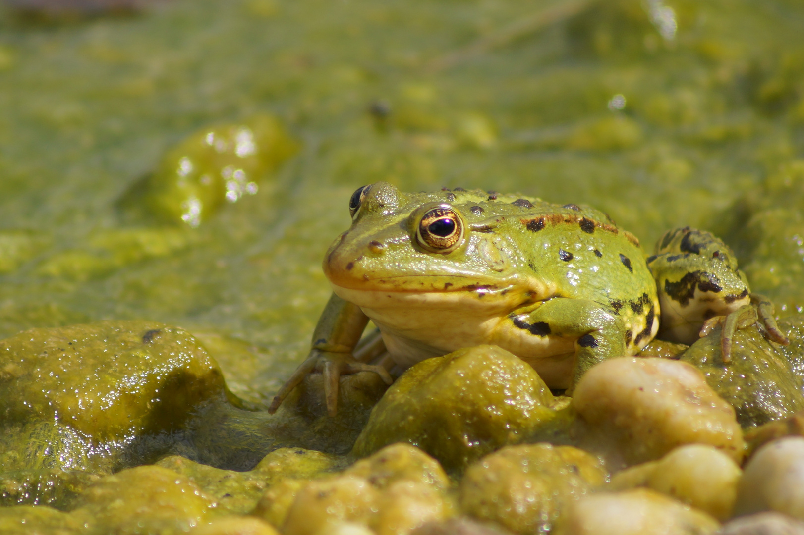 Froschkönig