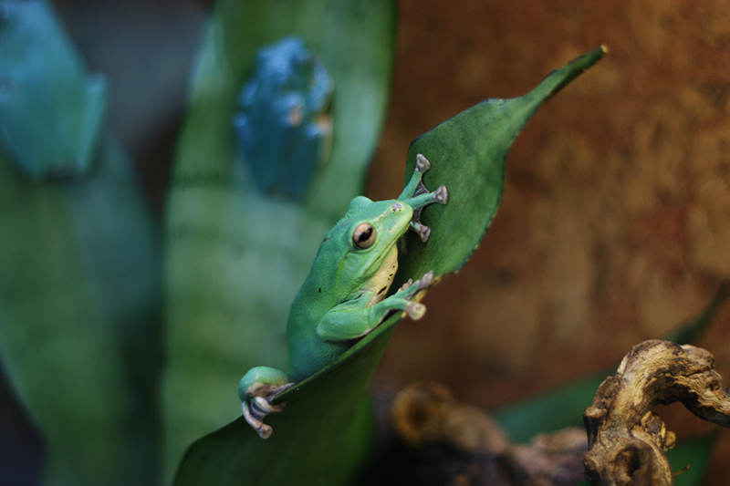 Froschkönig