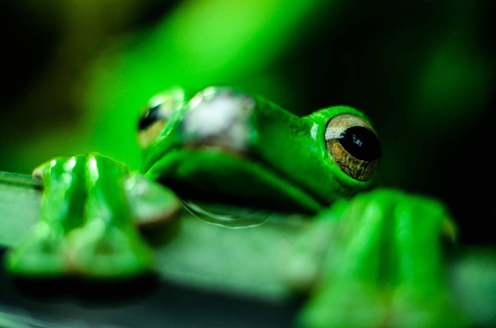 Froschkönig