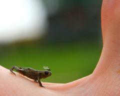 Froschkönig