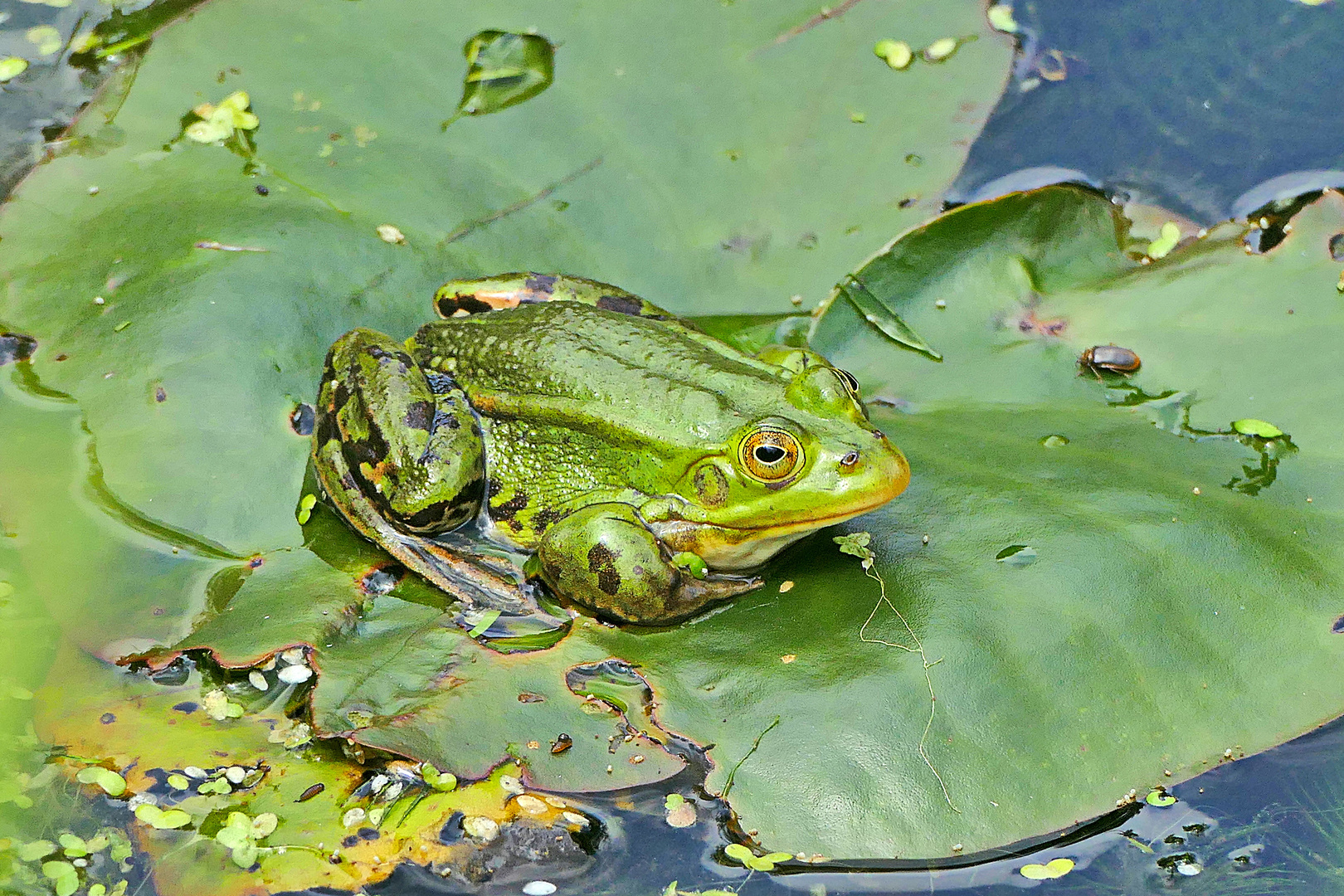 Froschkönig