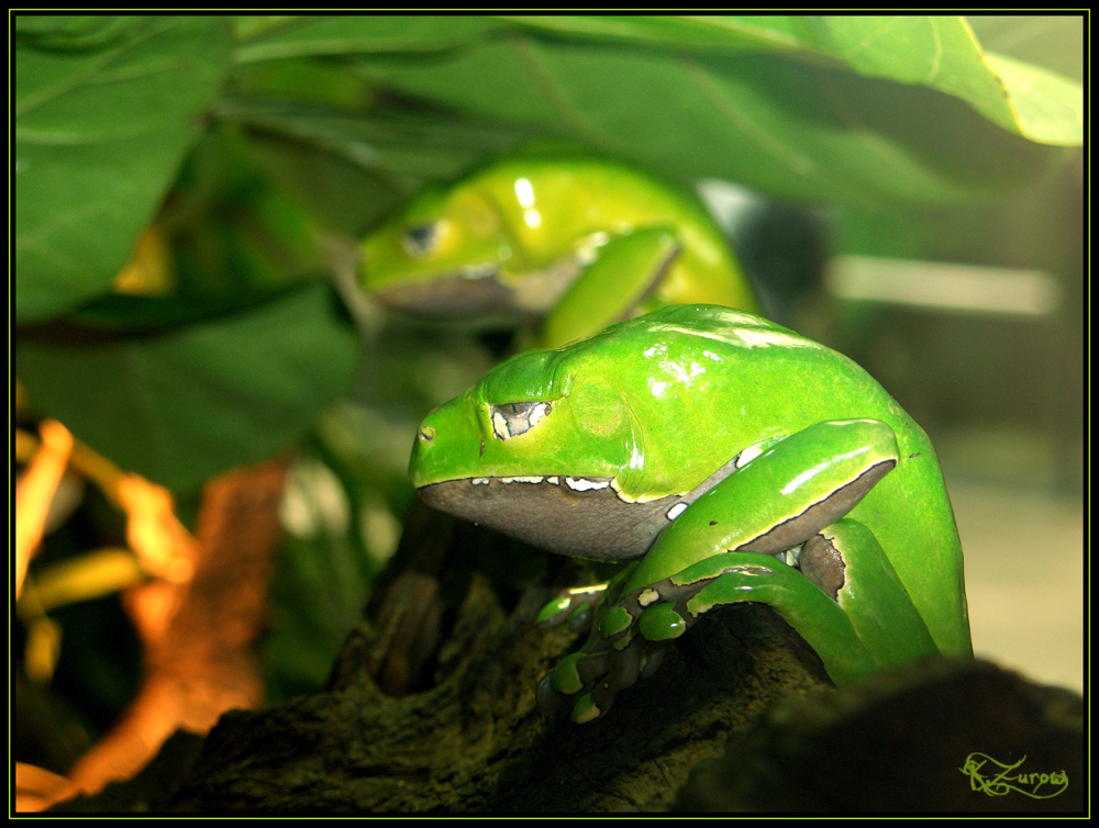 Froschkönig