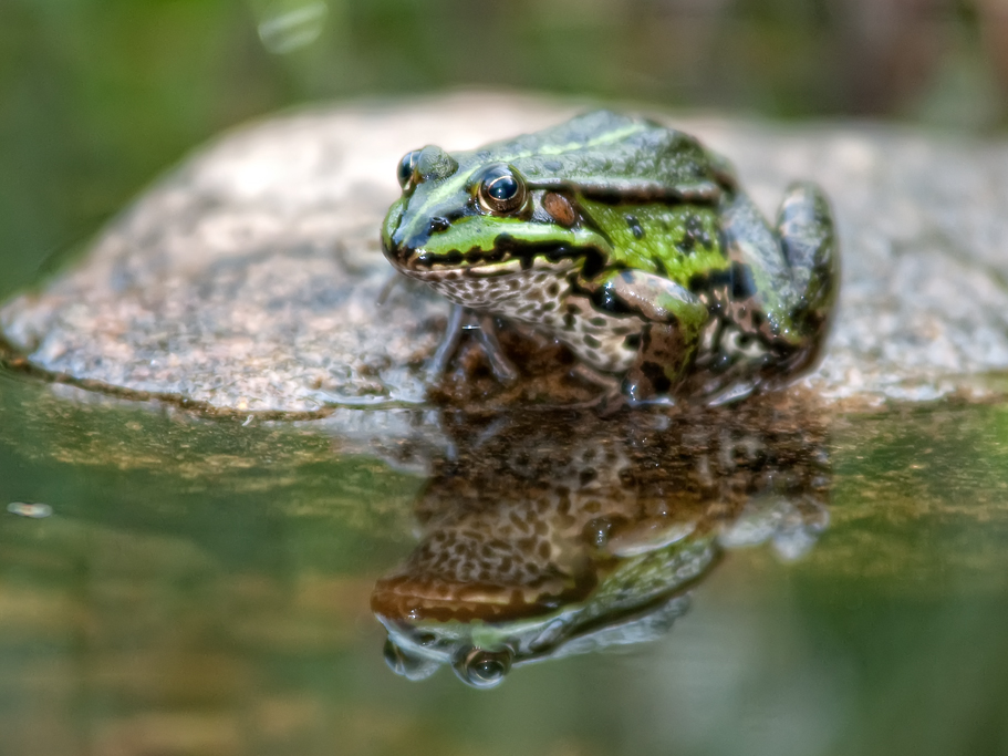 Froschkönig