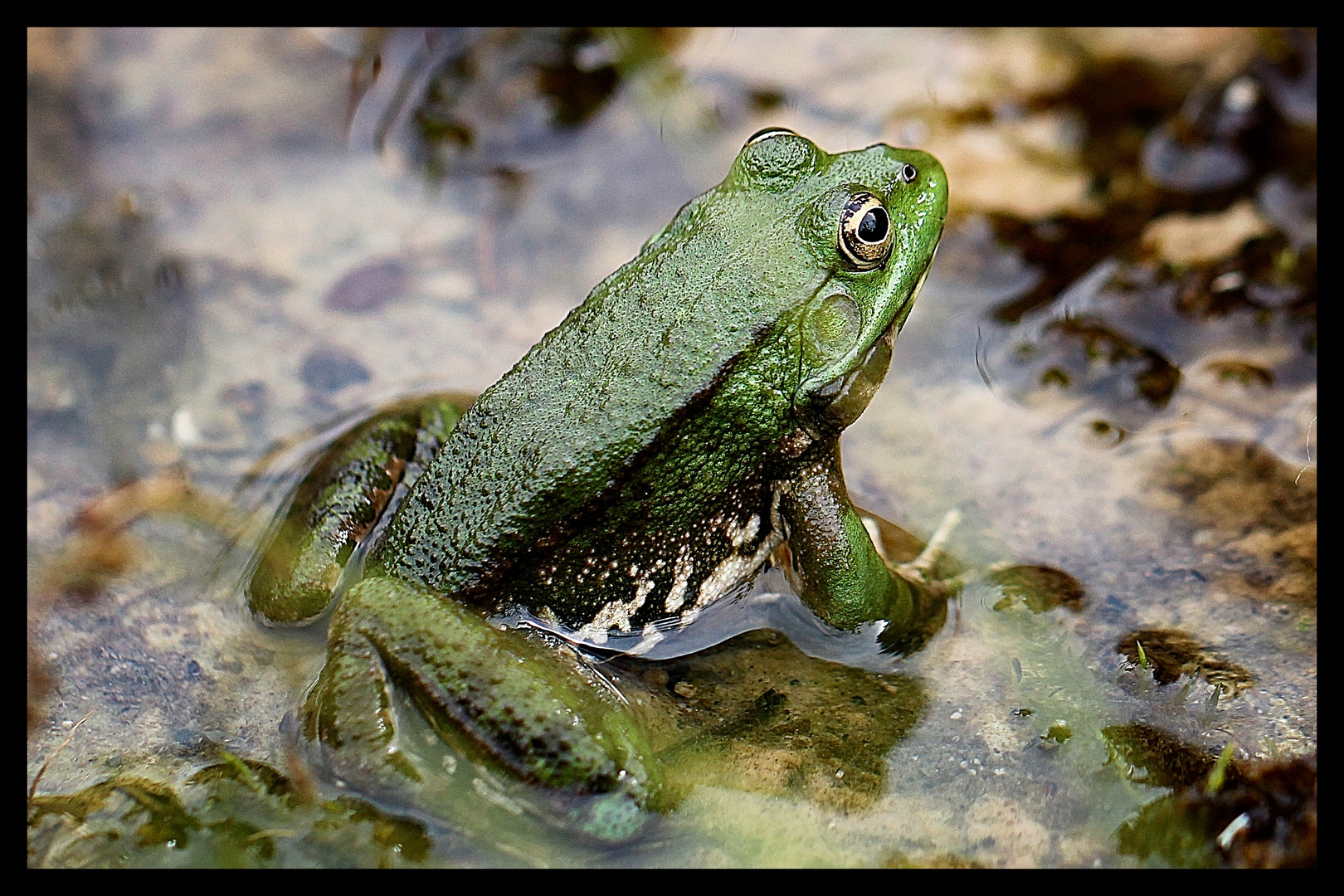 Froschkönig?