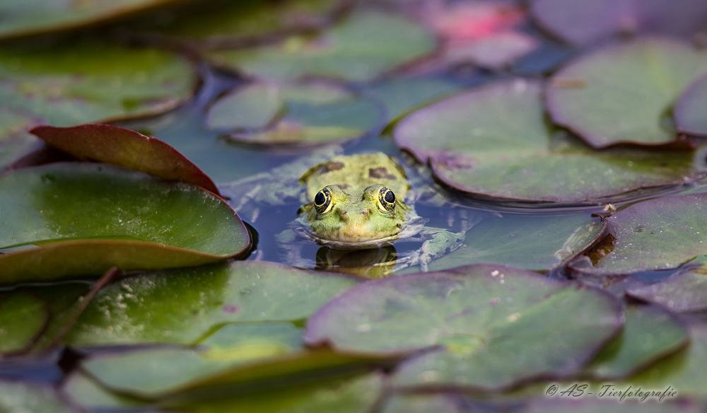 Froschkönig