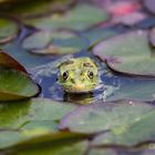 Froschkönig