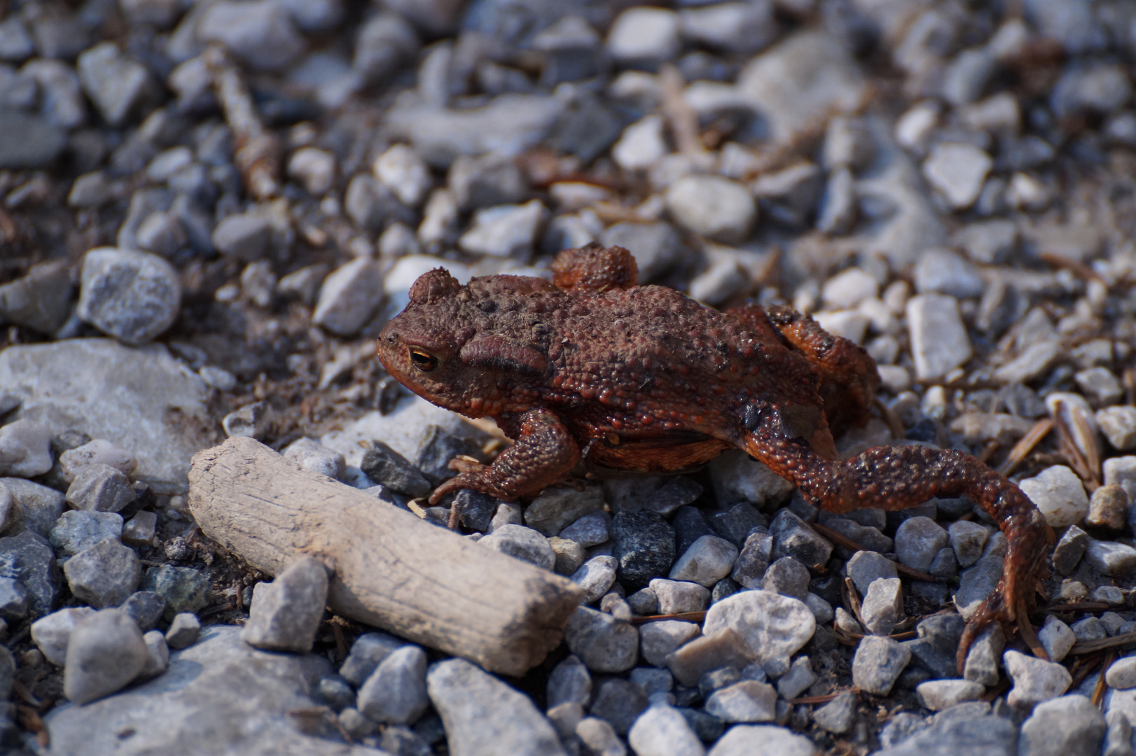 Froschkönig