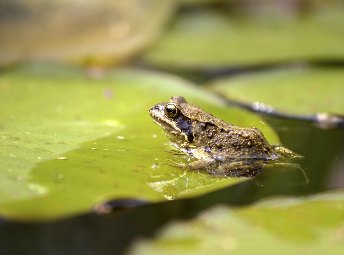 Froschkönig