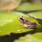 Froschkönig