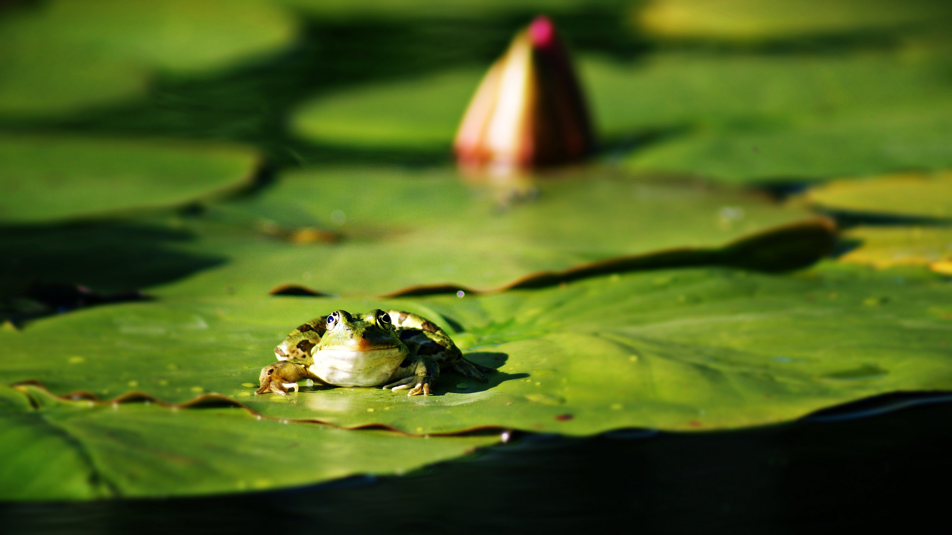 Froschkönig