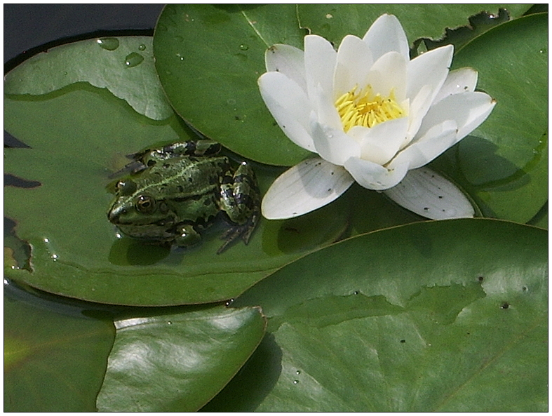 Froschkönig