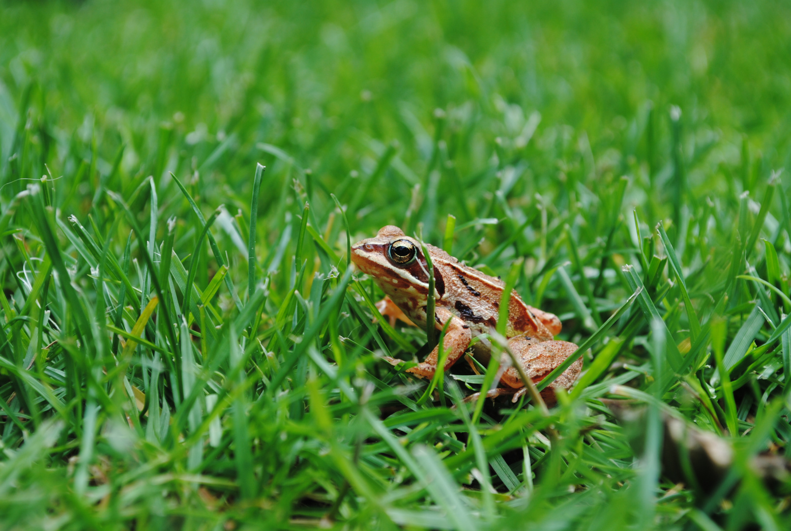 Froschkönig