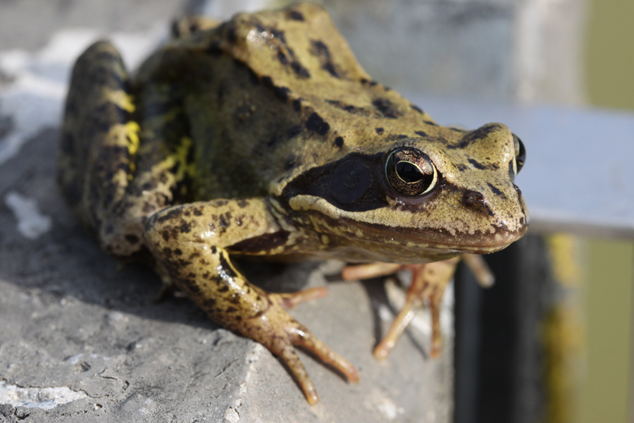 Froschkönig