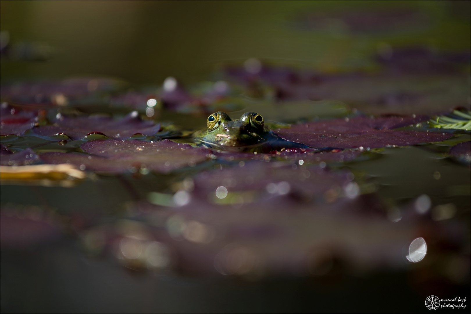 froschkönig