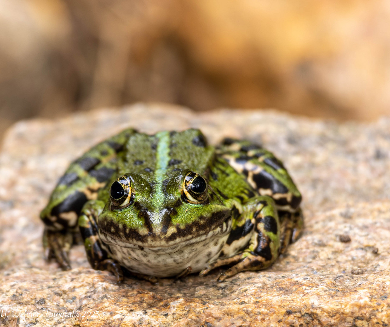 Froschkönig