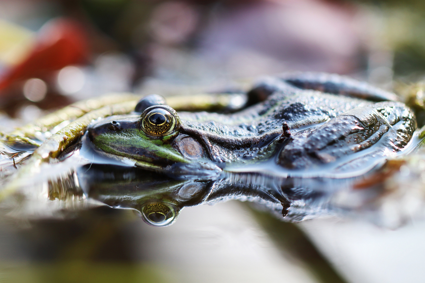 Froschkönig