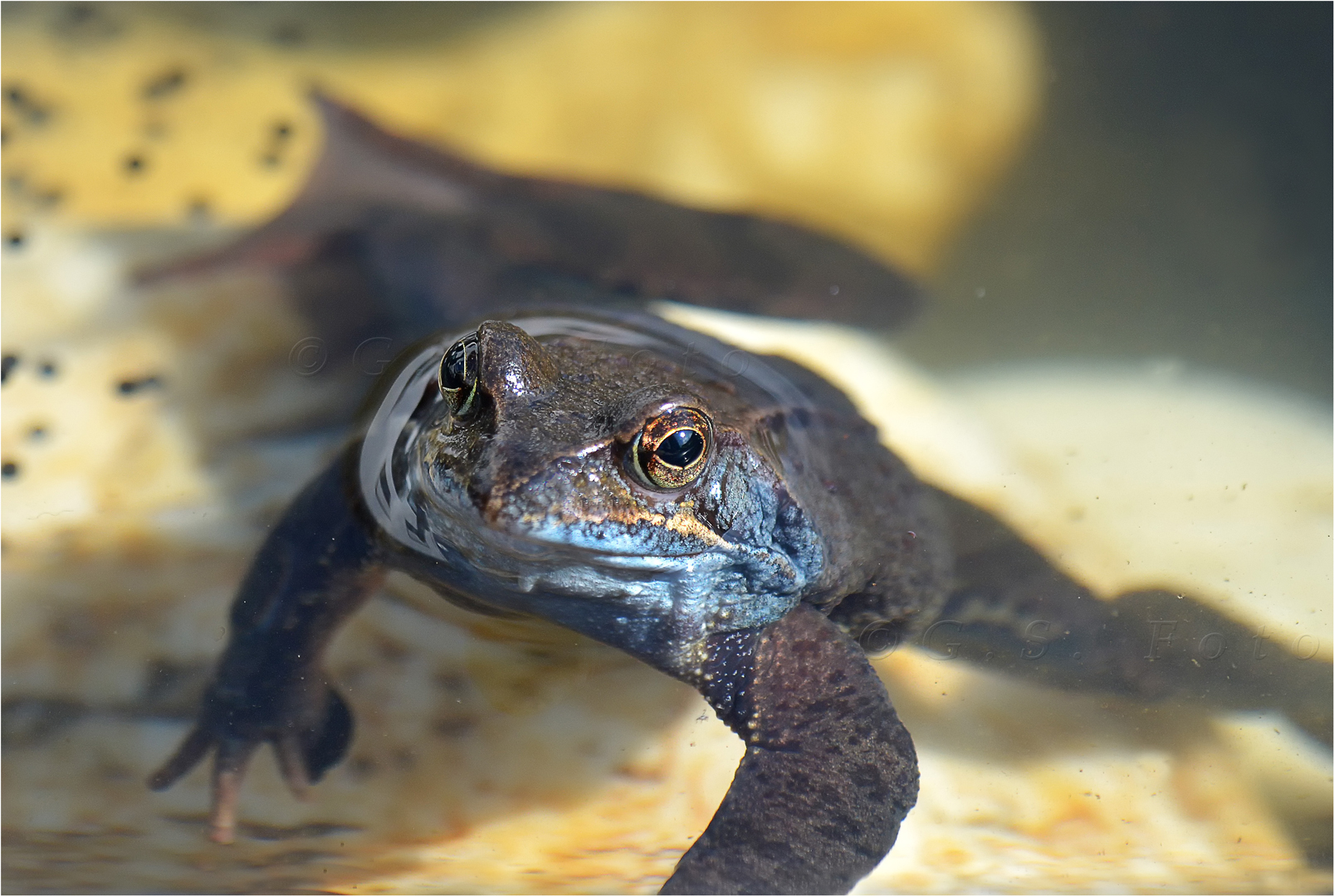 Froschkönig .... ???