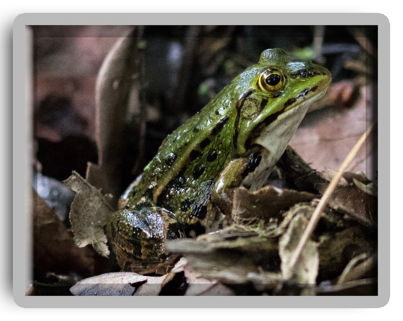 Froschkönig