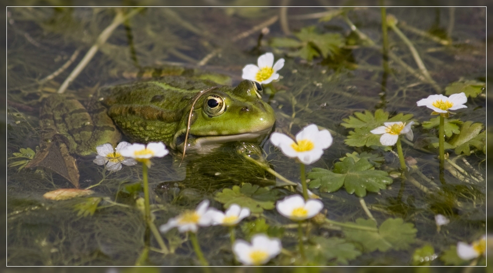 Froschkönig?