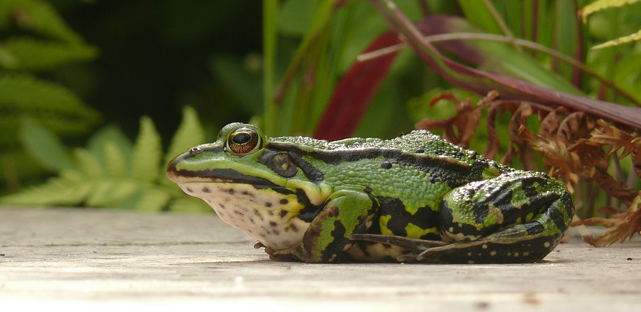 Froschkönig