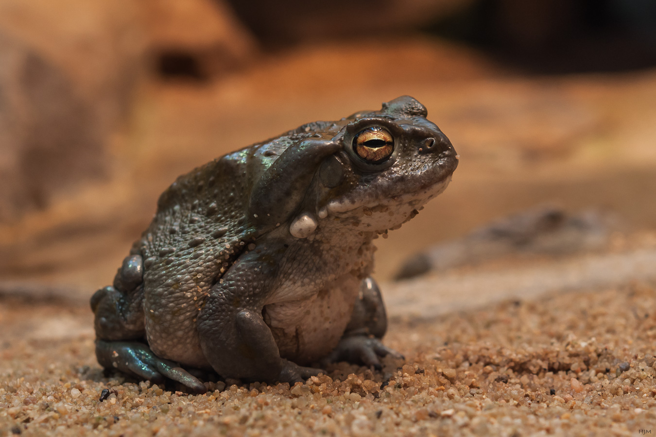 Froschkönig