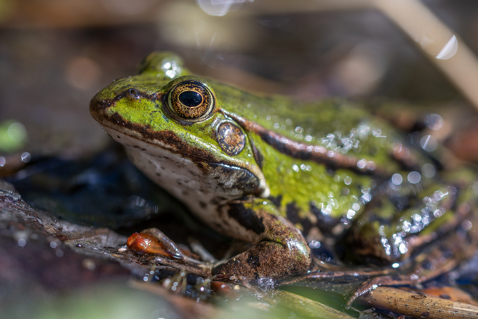 Froschkönig