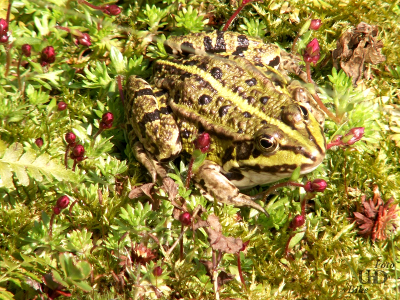 Froschkönig