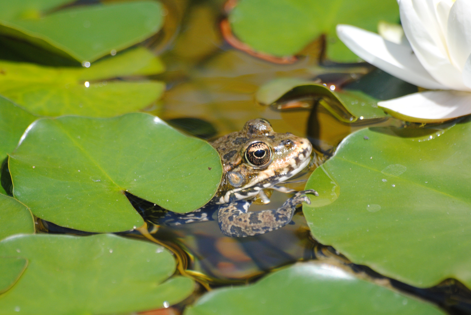 Froschkönig