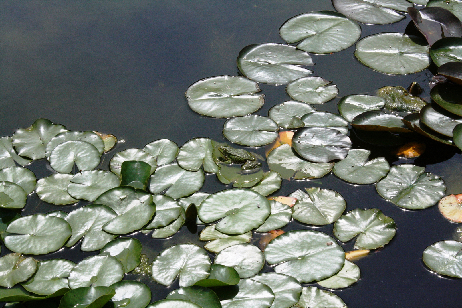 Froschkönig