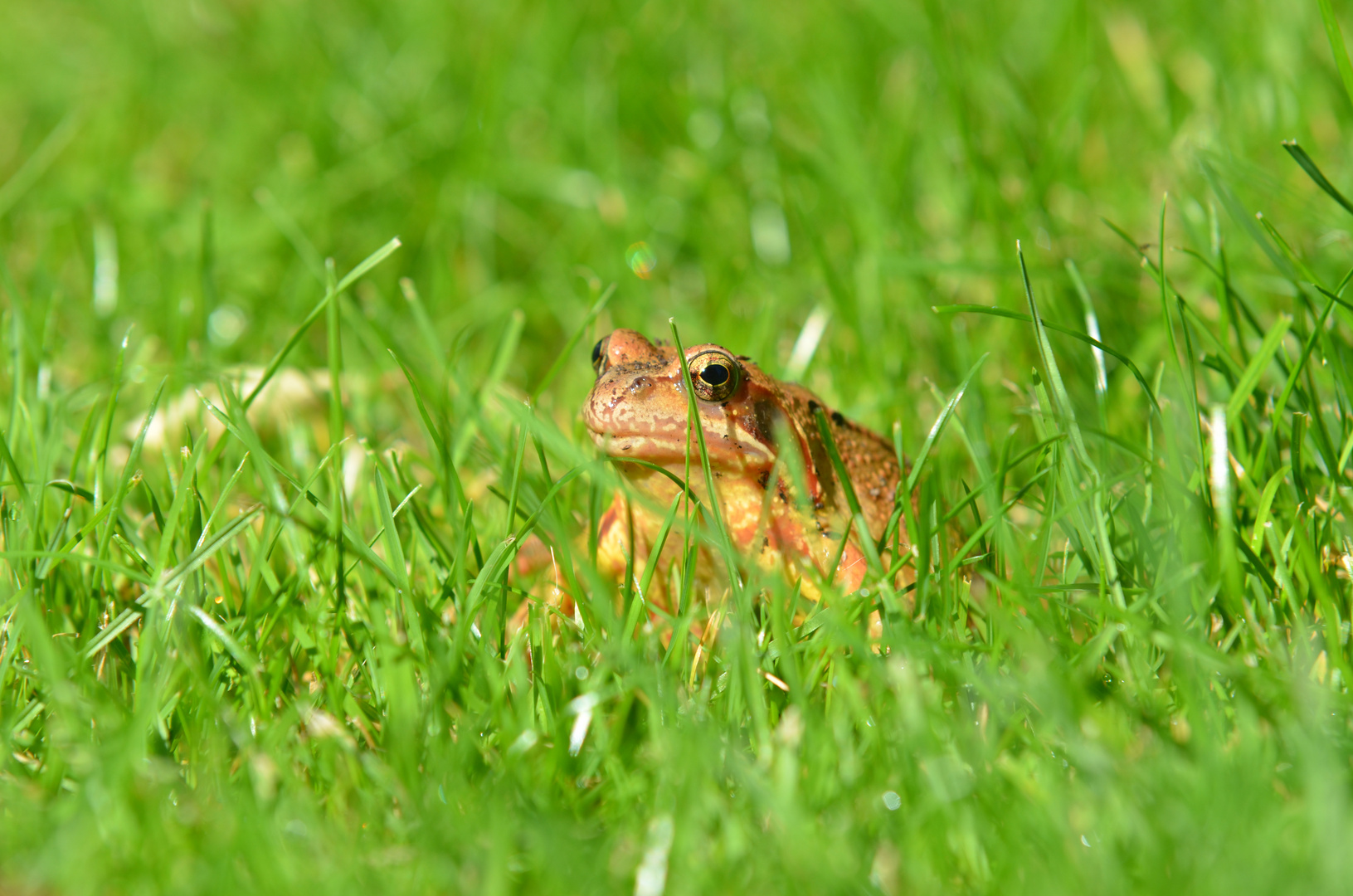 Froschkönig