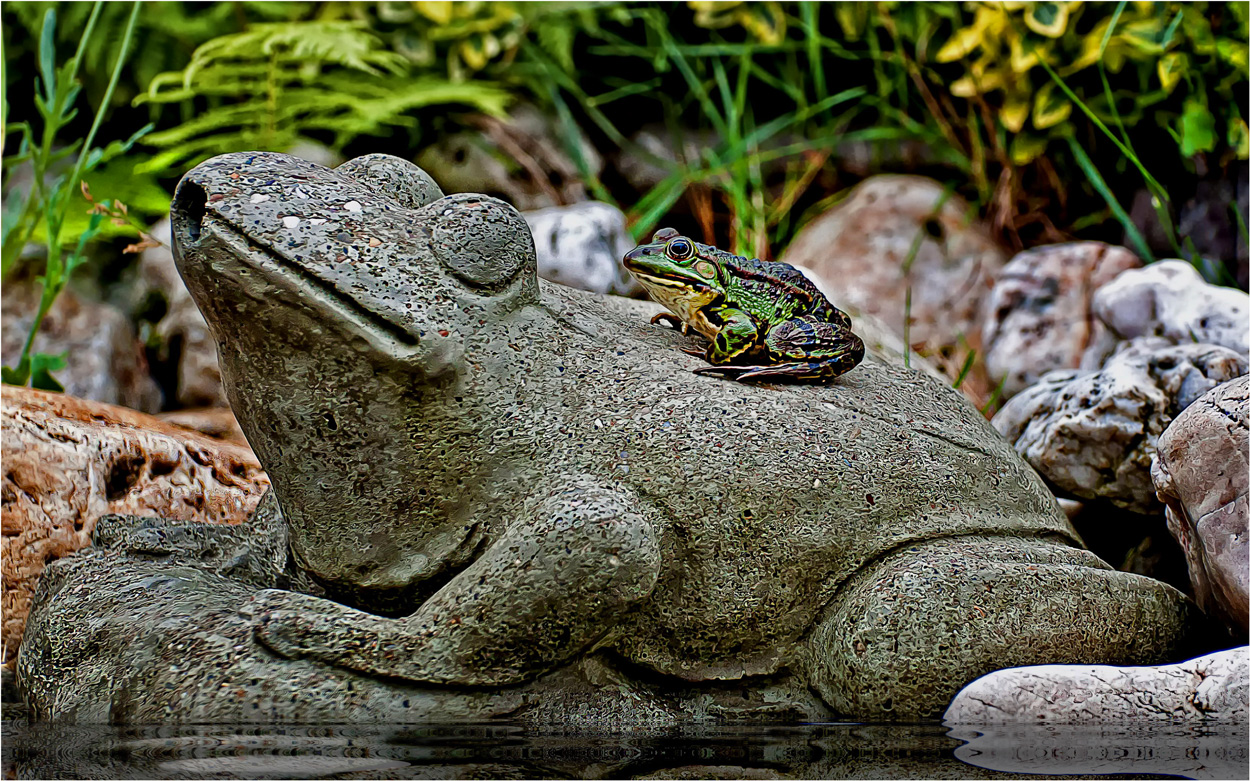 Froschkönig....