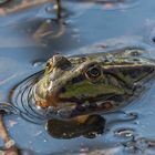 Froschkönig...