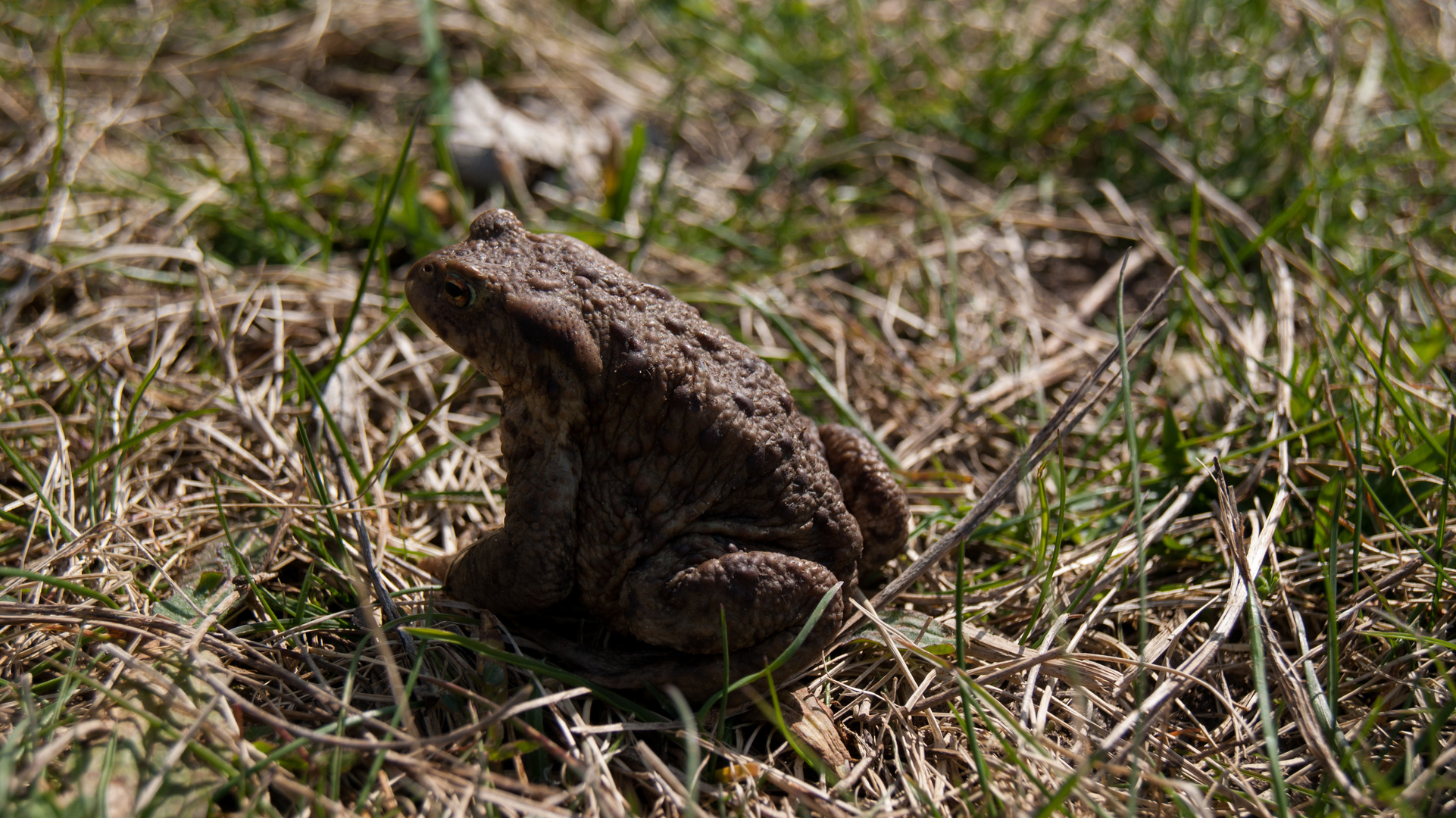 Froschkönig