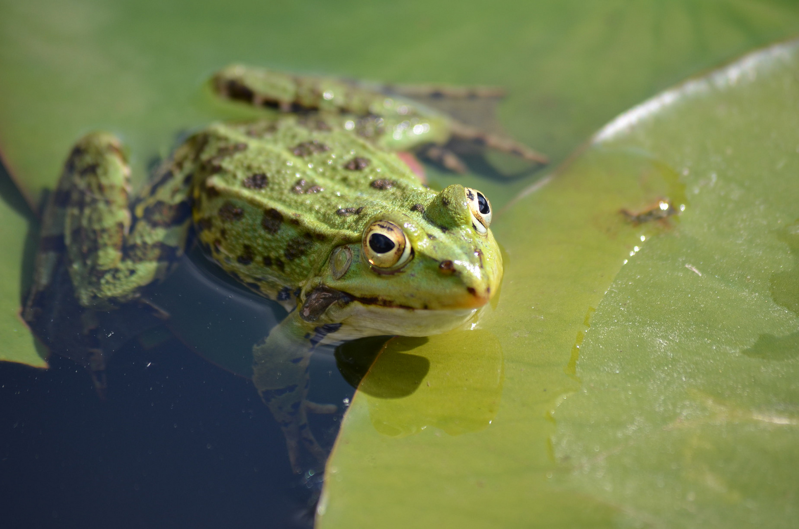 Froschkönig