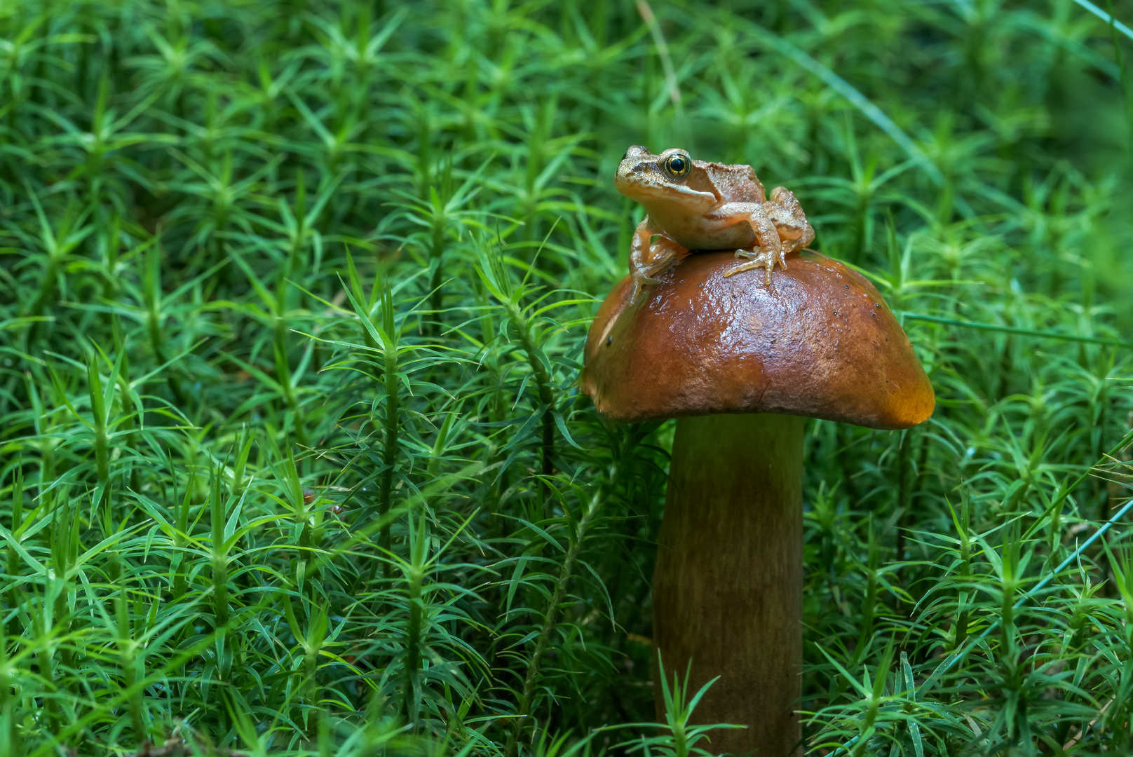 Froschkönig