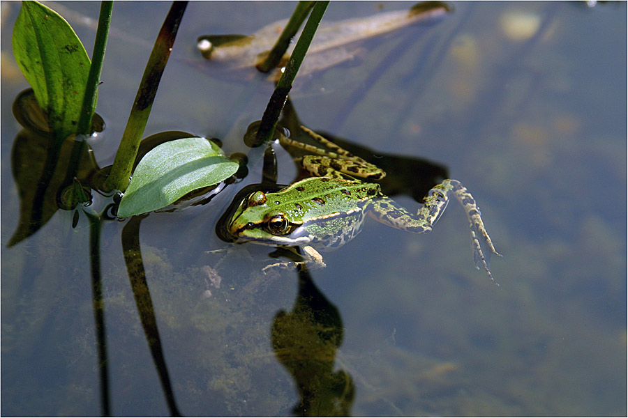 Froschkönig