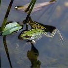 Froschkönig