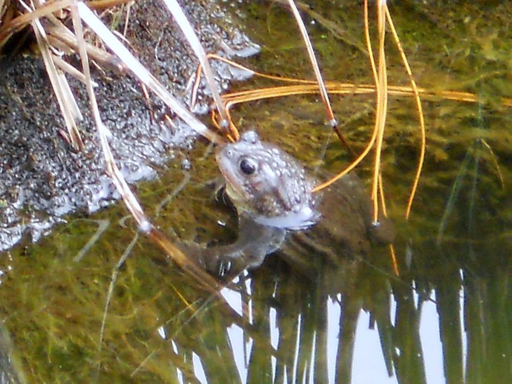 Froschkönig