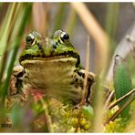 froschkönig....