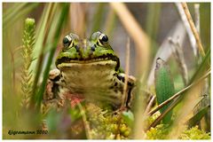 froschkönig....