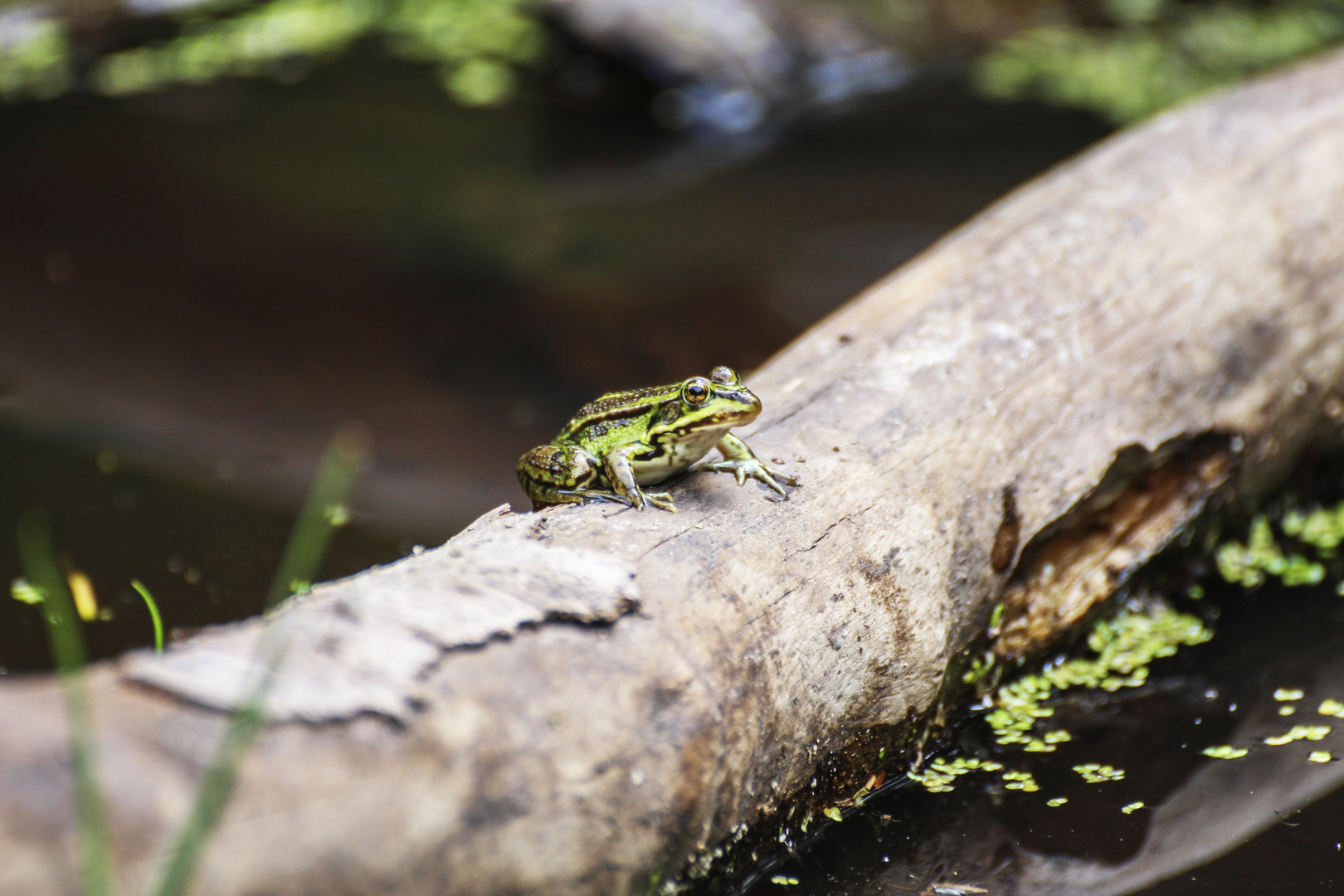 Froschkönig